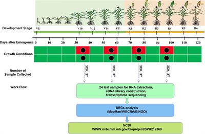 Global Transcriptome and Weighted Gene Co-expression Network Analyses of Growth-Stage-Specific Drought Stress Responses in Maize